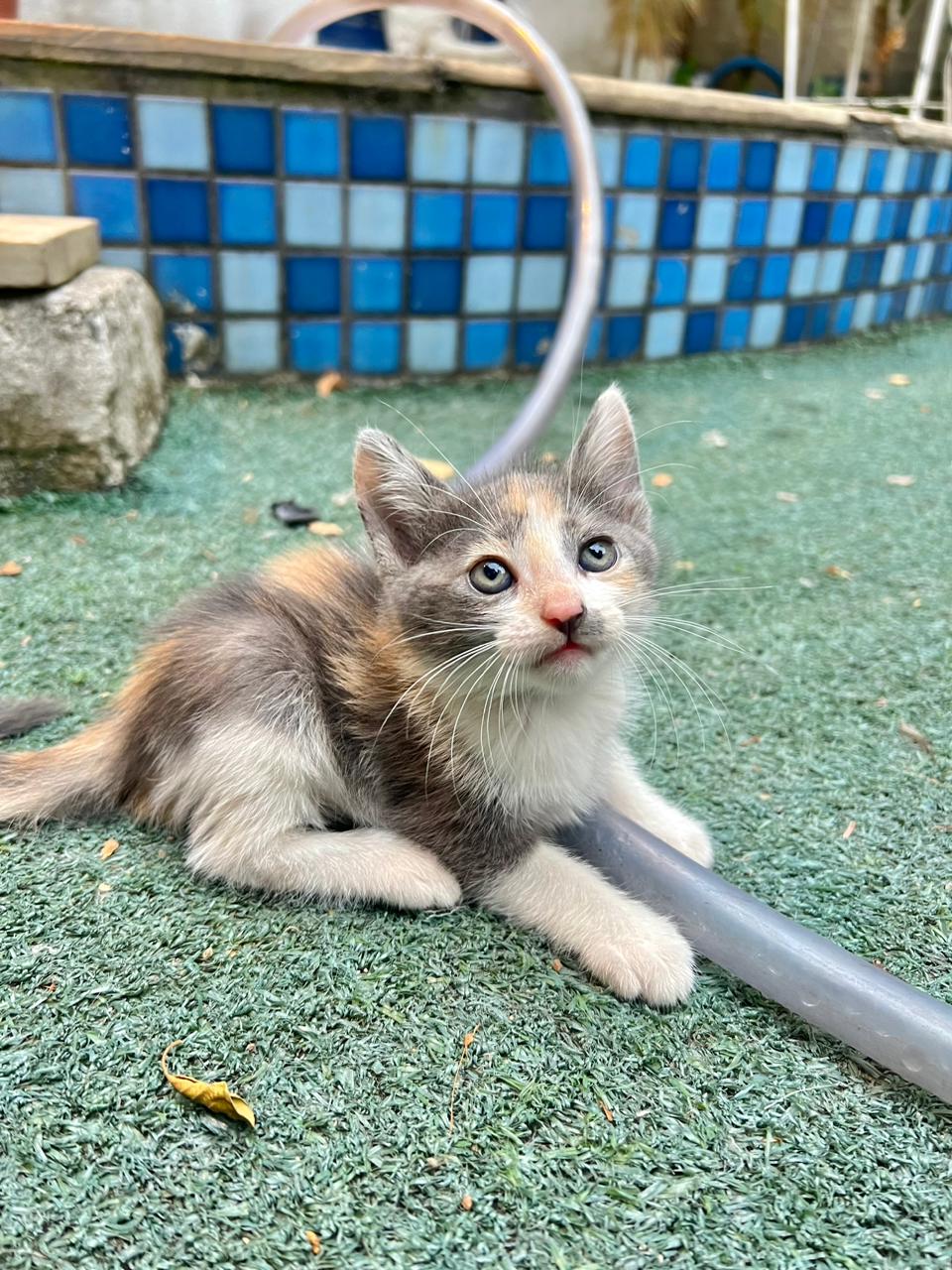 Gato da Campanha Adote um Pet