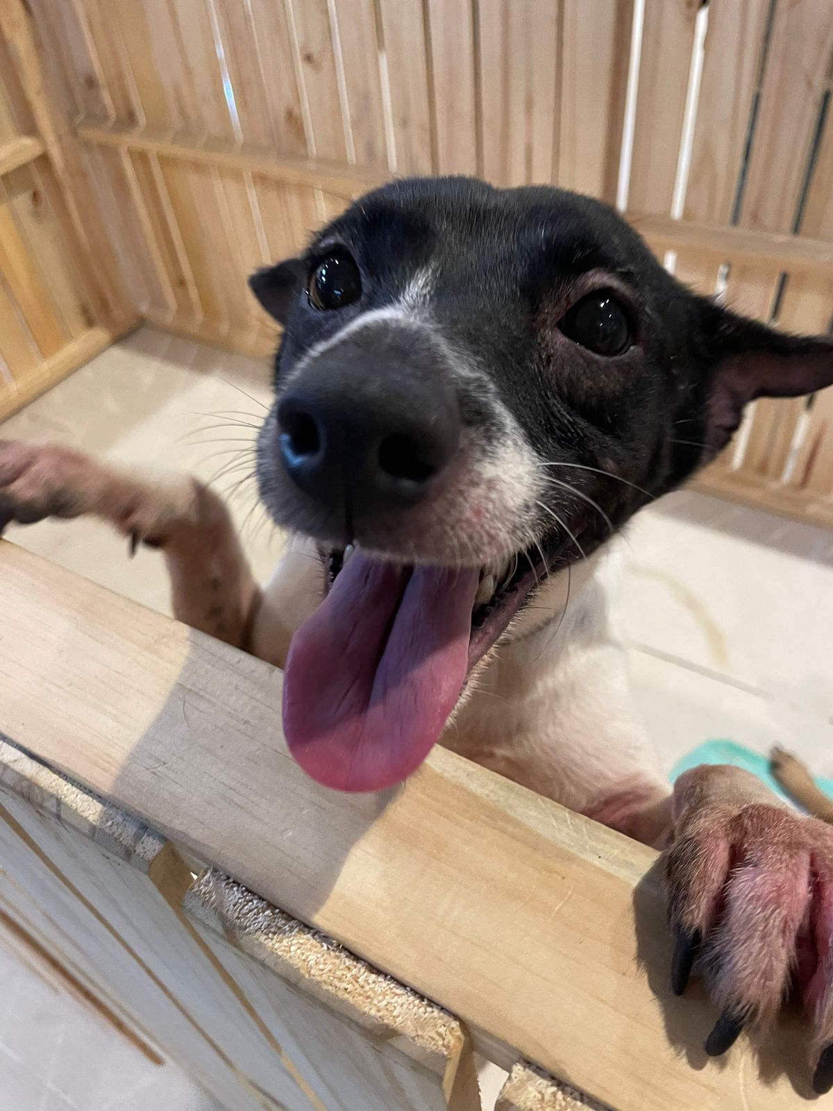 Campanha de Adoção para cachorros