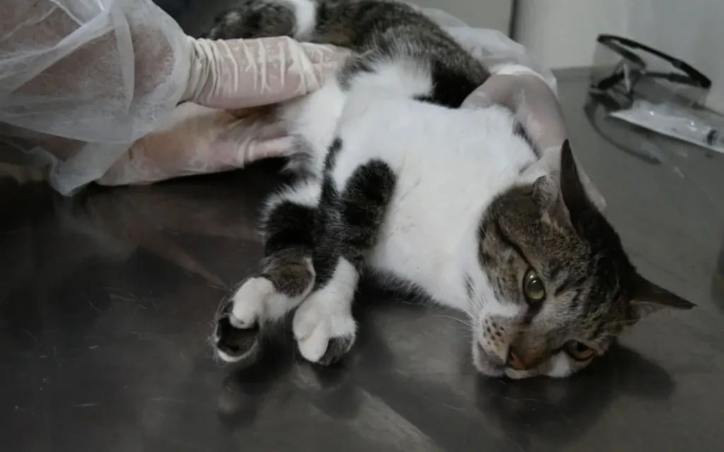Consulta veterinária gratuita para gatos