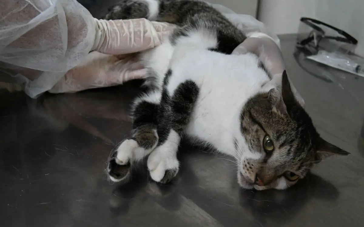 Consulta veterinária gratuita para gatos