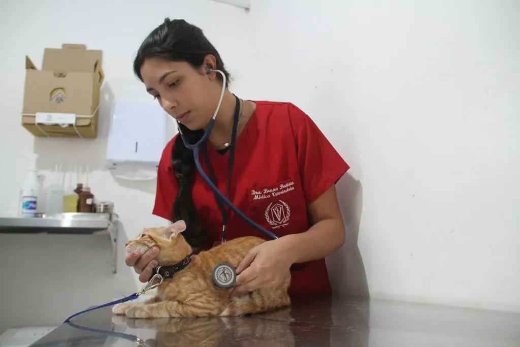 Veterinária como um gato