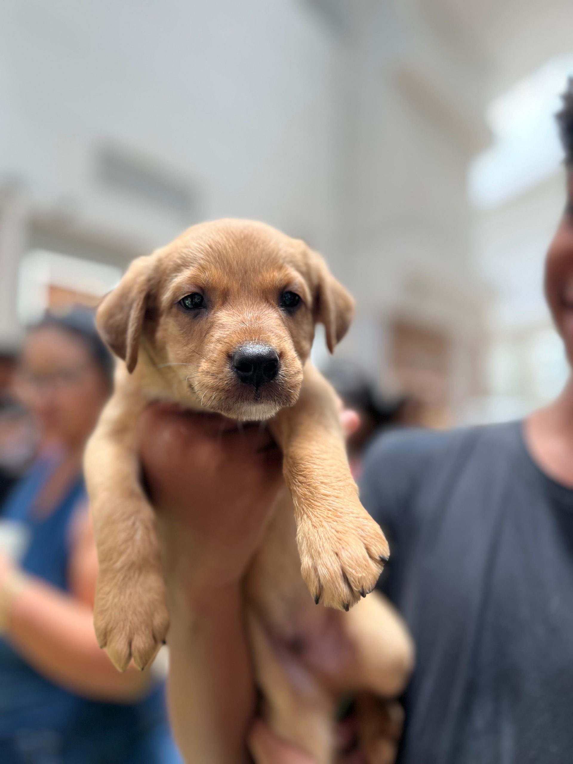 Cachorrinho para adoção