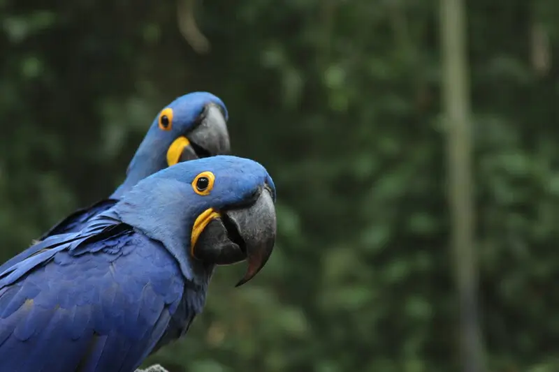 Araras Azuis no BioParque