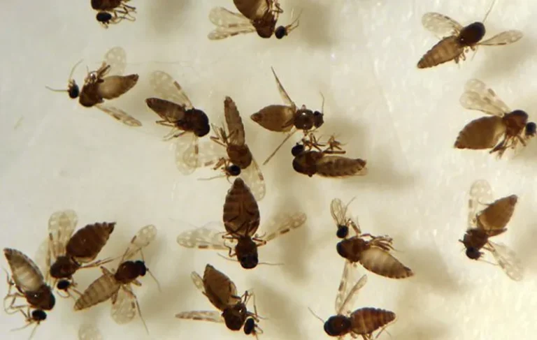 Coleção de Ceratopogonidae do IOC/Fiocruz