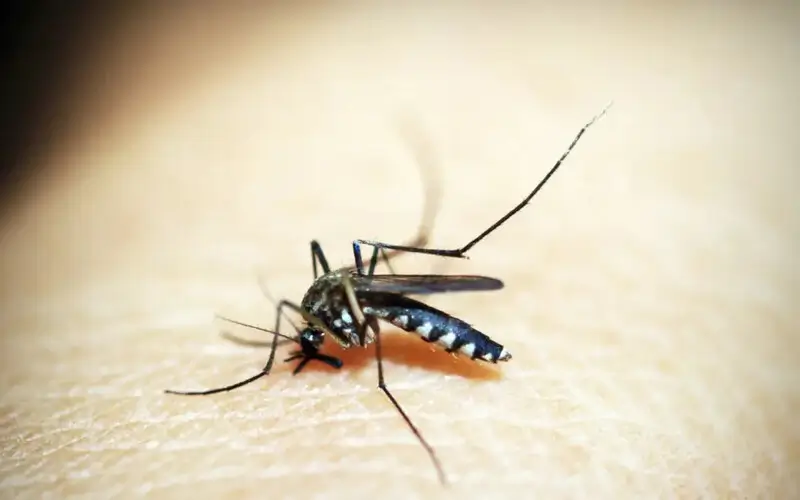 mosquito-da-dengue