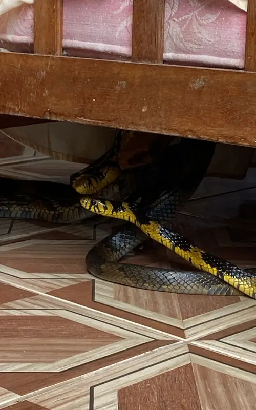 Cobras copulando