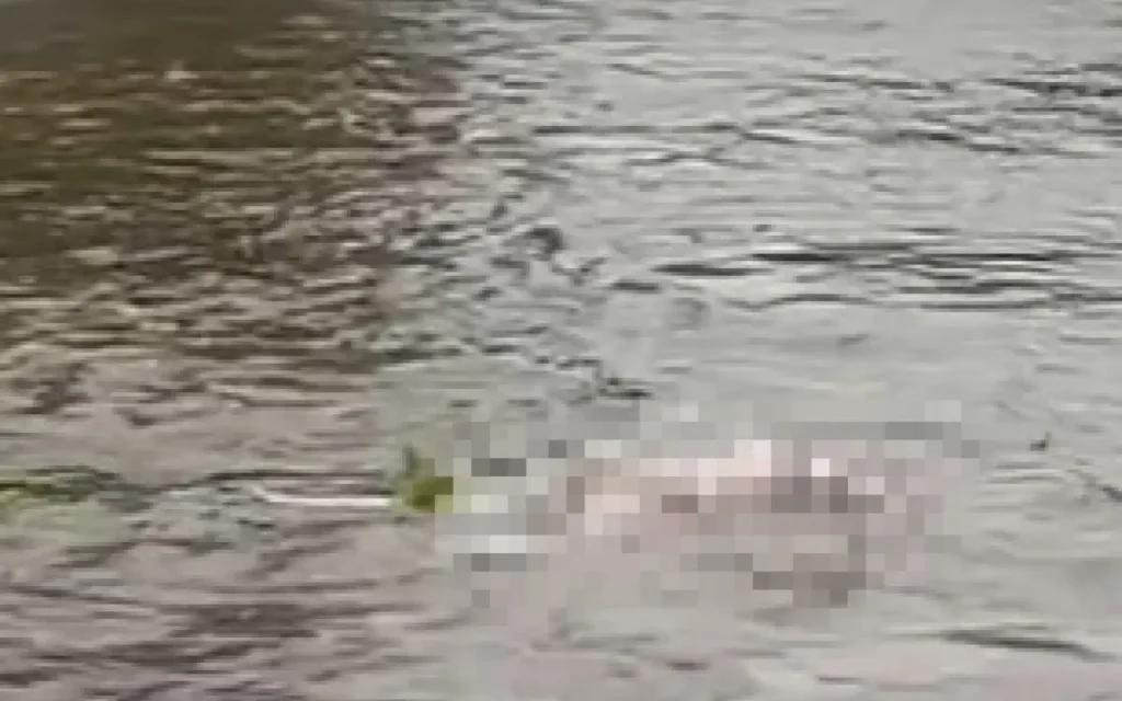 Corpo boiando no Rio Guandu