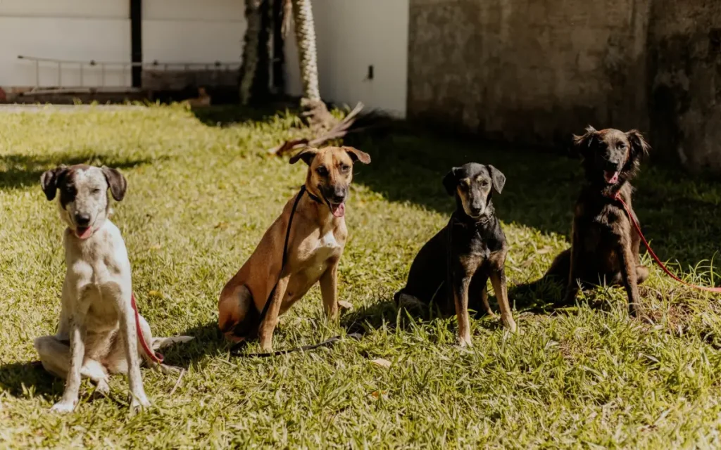 Gangue do Caramelo