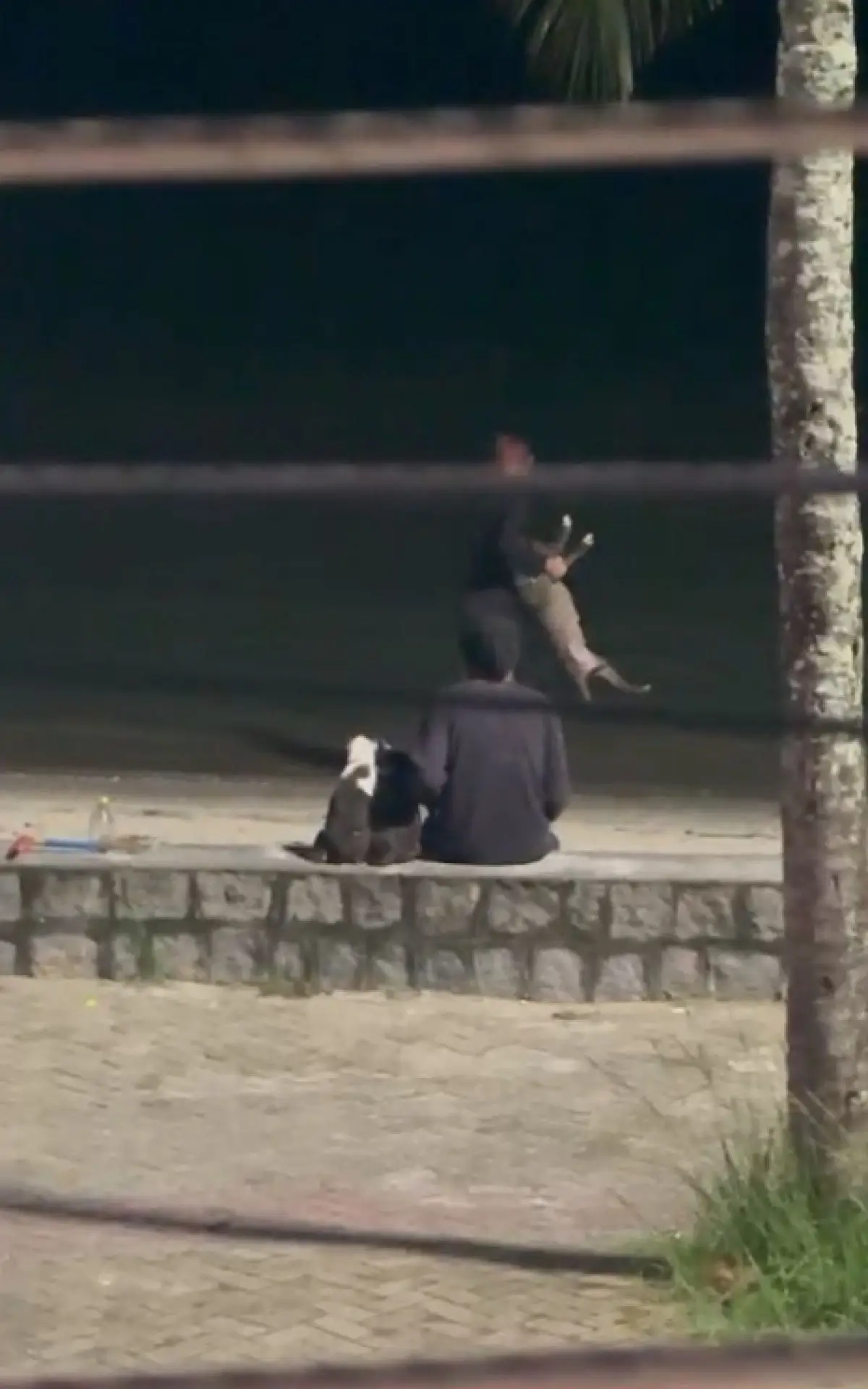 Vídeo mostra mulher jogando cão no mar