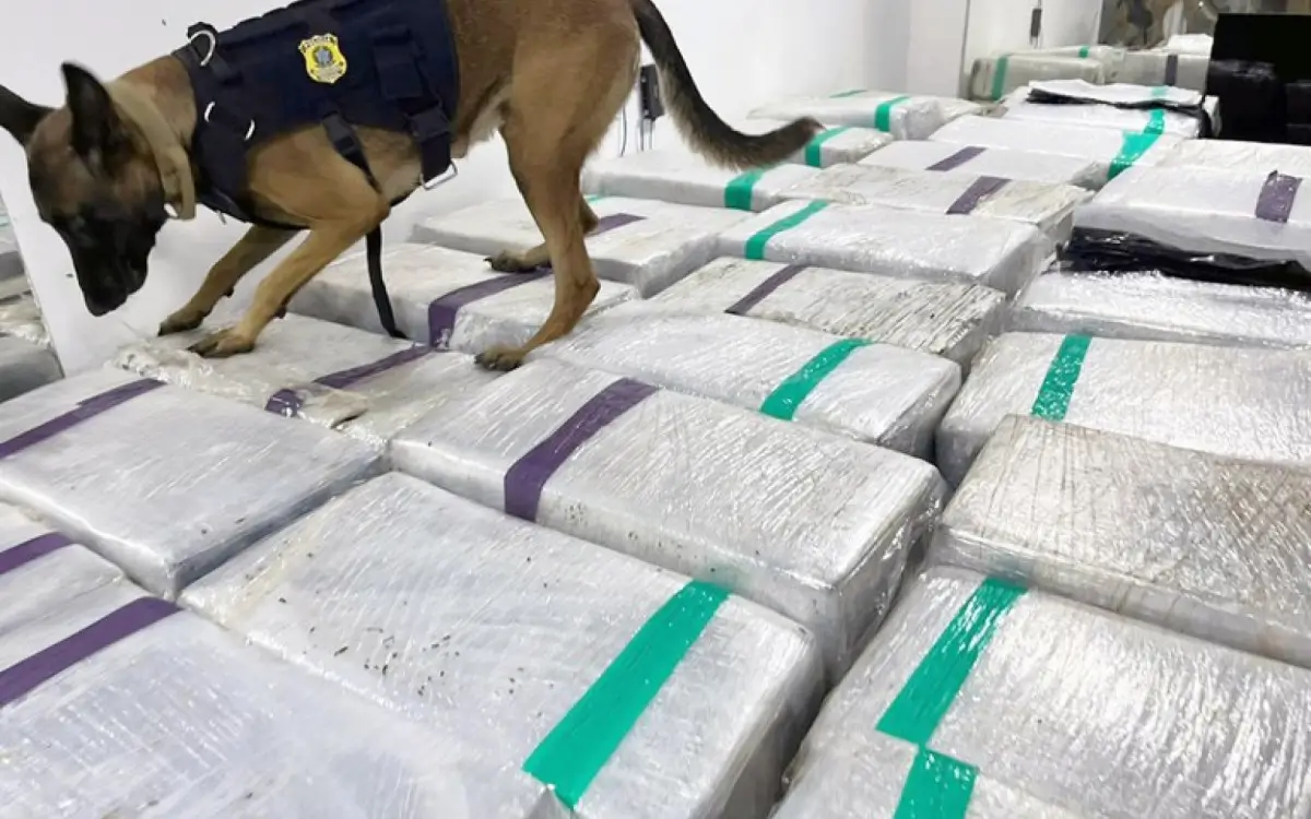 Drogo foi localizada por cães.