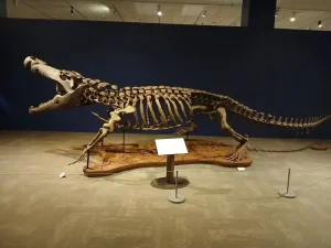 Fóssil de Crocodilo