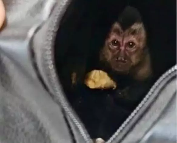Macaquinho na bolsa escondida