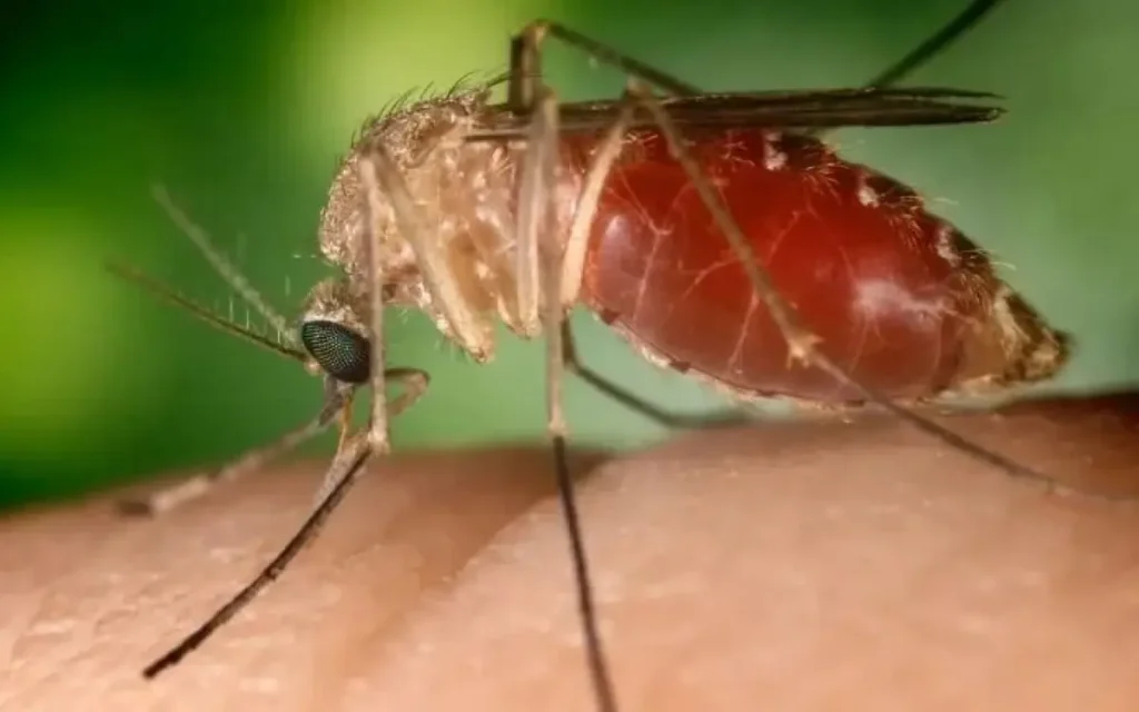 Mosquito da Febre Oropouche
