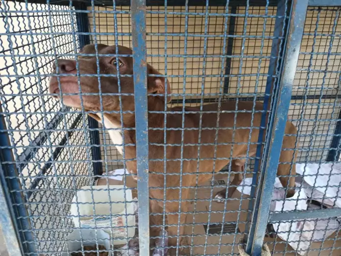 Pitbull dentro da jaula