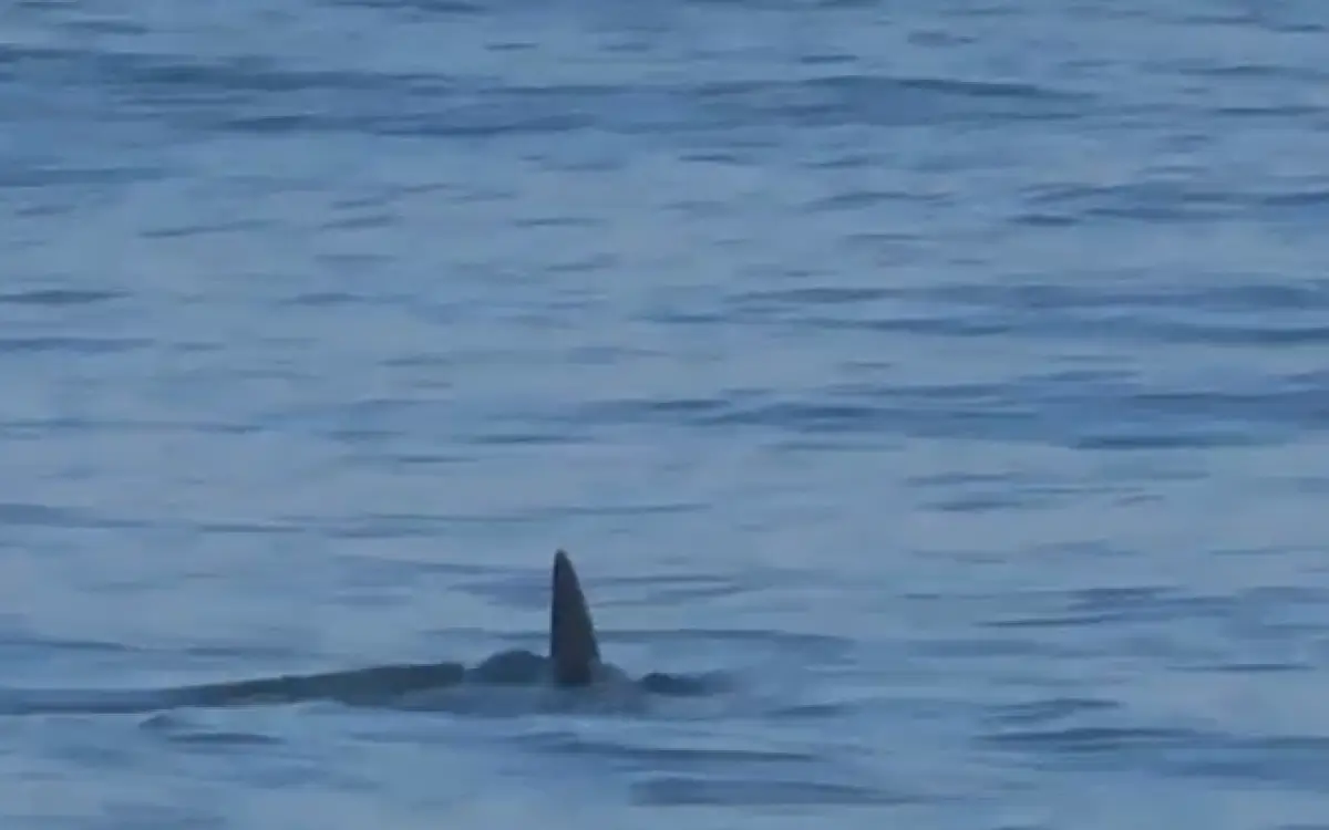 Tubarão na Praia da Barra da Tijuca