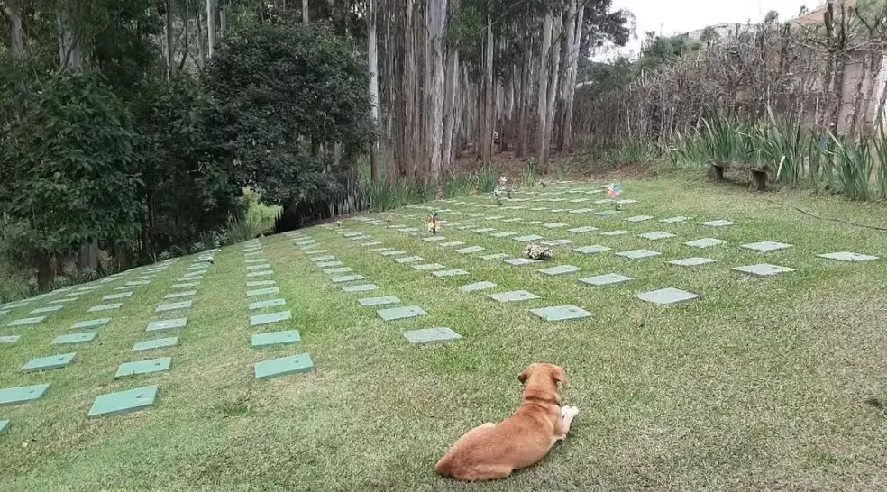 Cemitério Pet