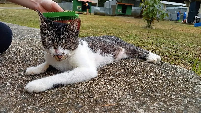 Gato sendo escovado pelo dono