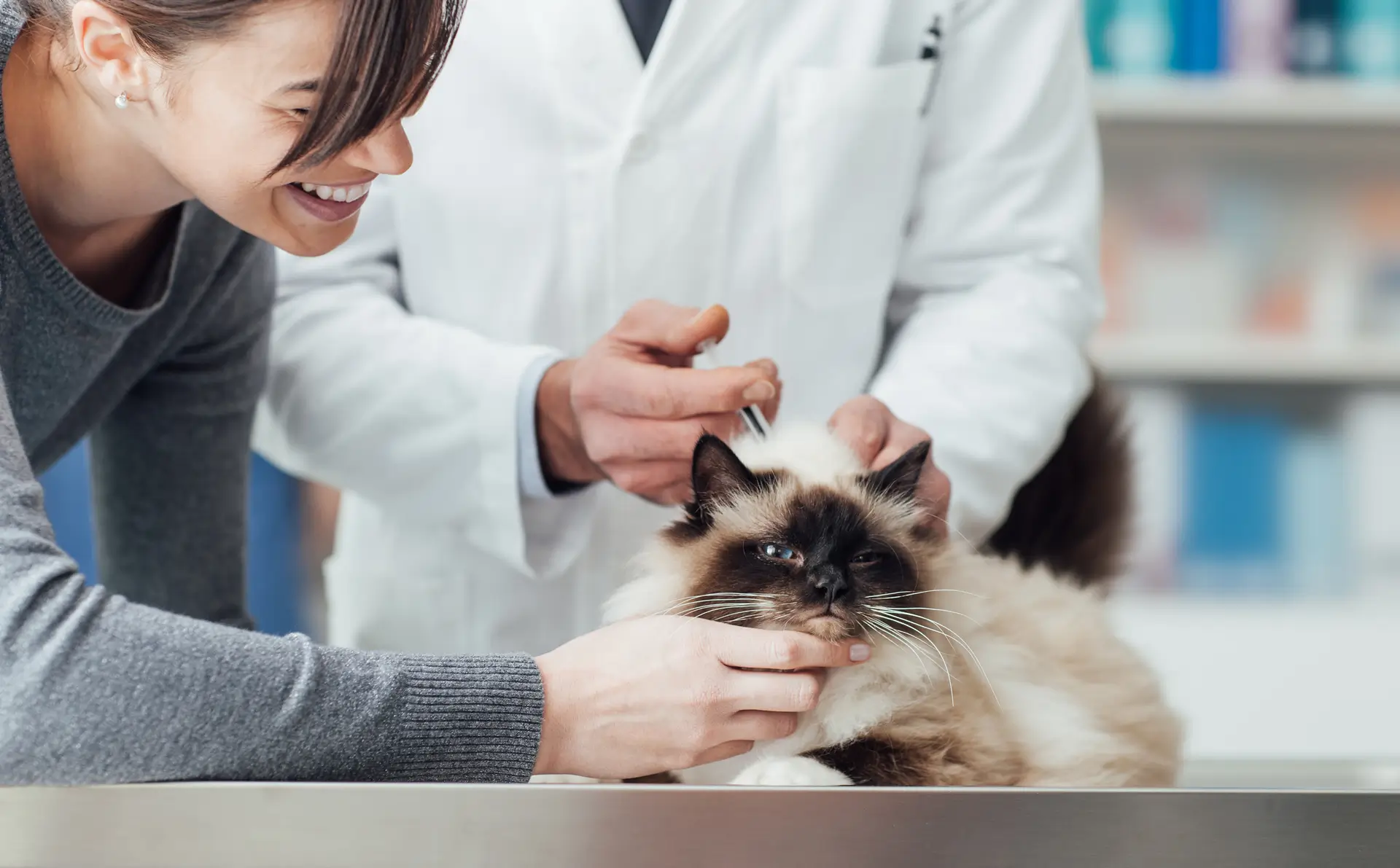 Gato no Veterinário