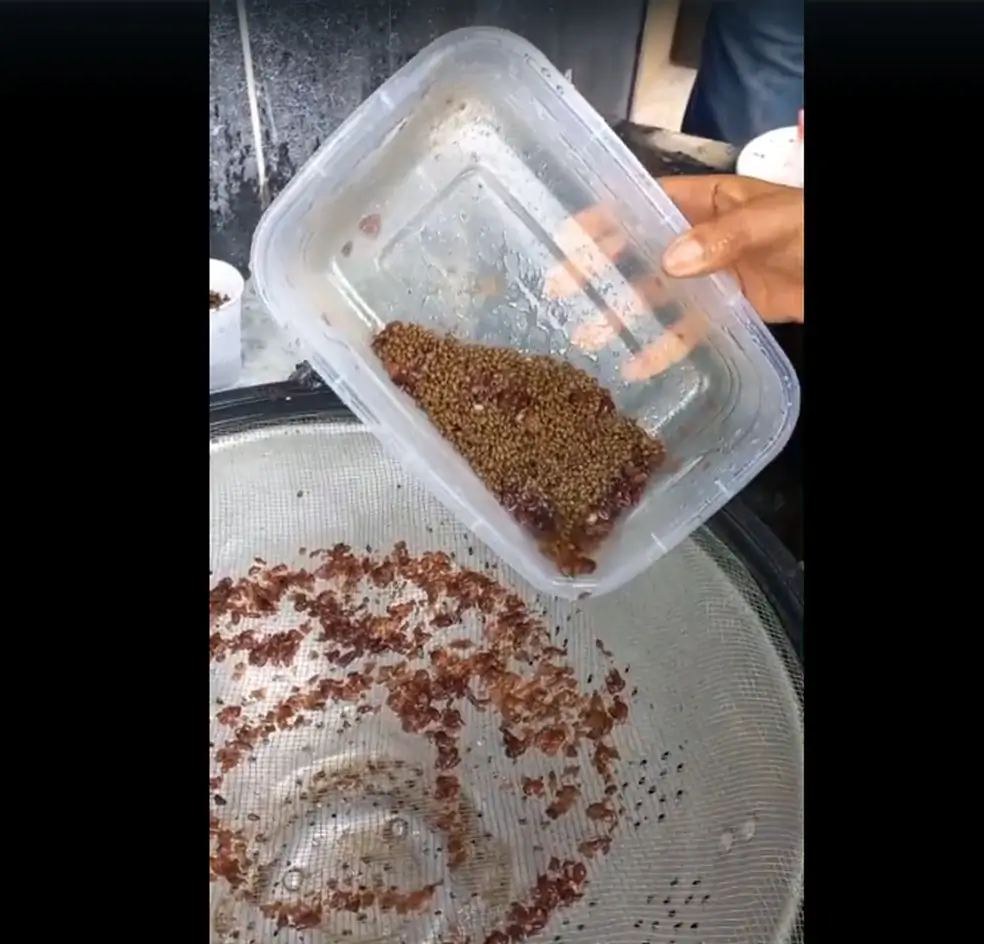 maconha escondida em pote de feijão