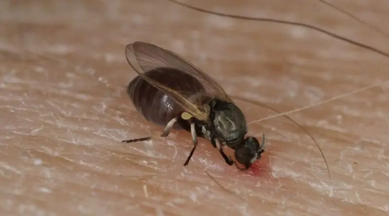 Mosquito Borrachudo