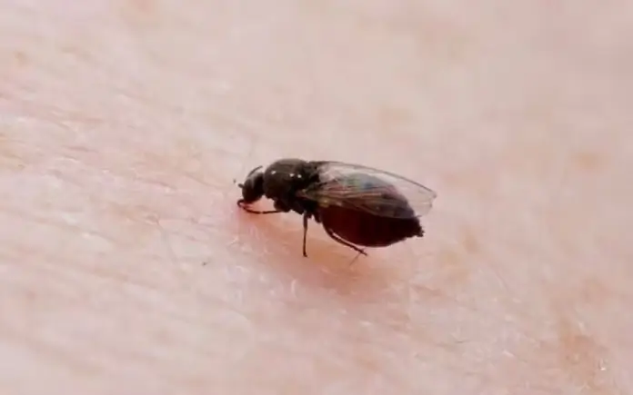 Animal que transmite a febre oropouche