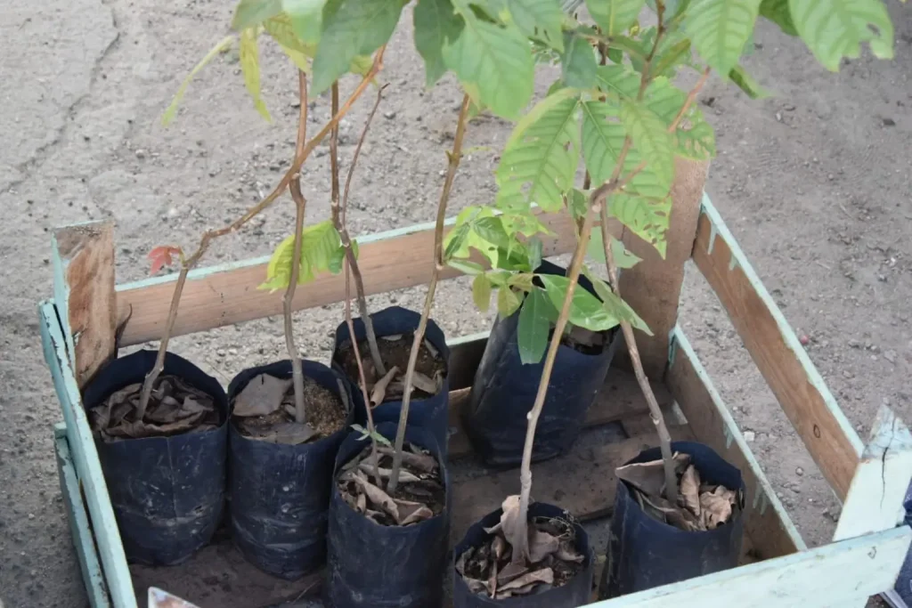 Mudas de Plantas