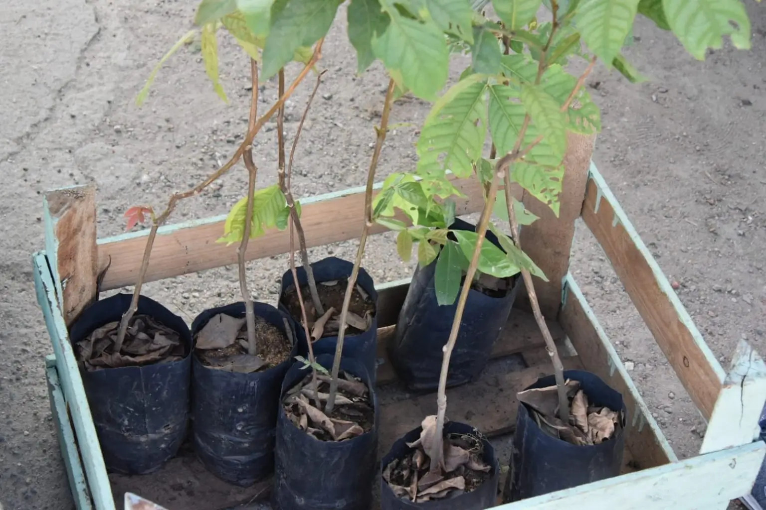 Mudas de Plantas