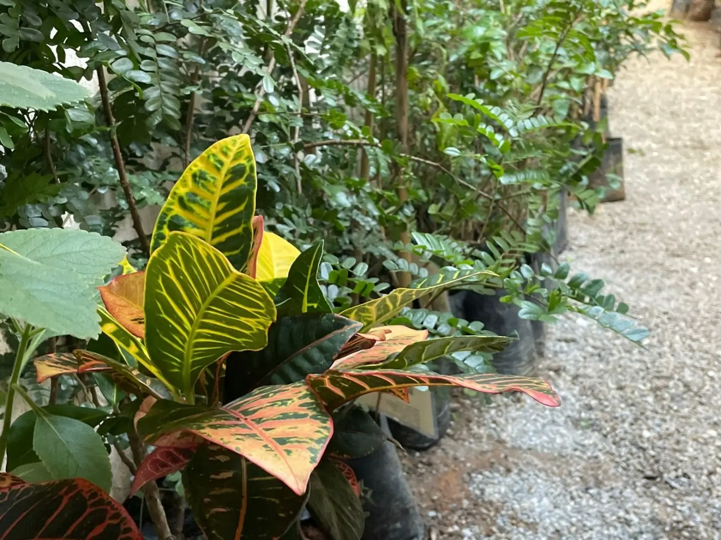 Plantas