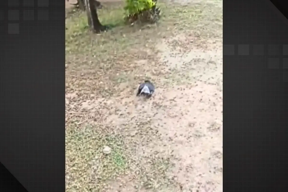 pombo morto