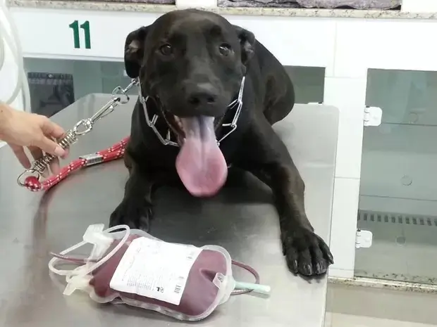 Doação de sangue de cães e gatos