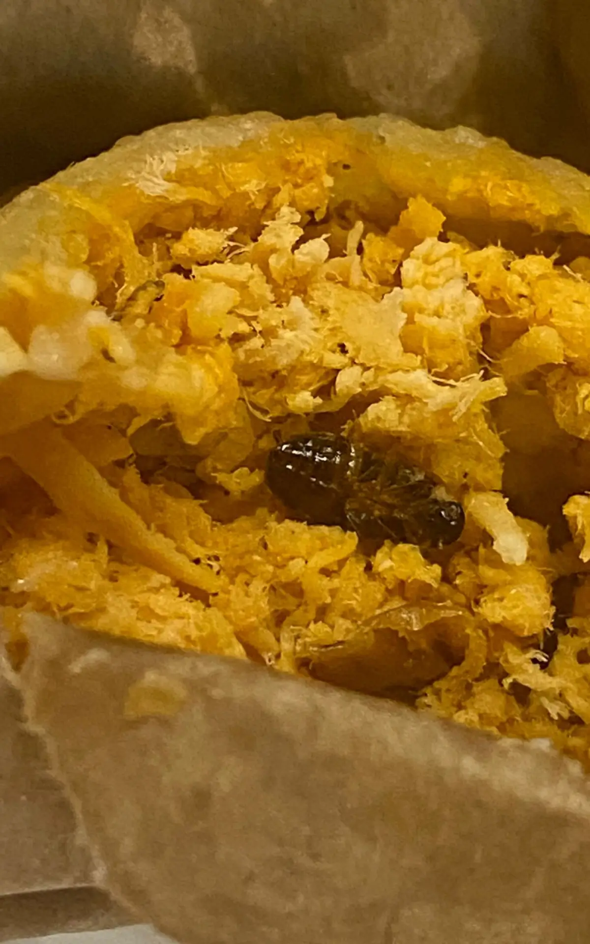 Barata viva em Pastel