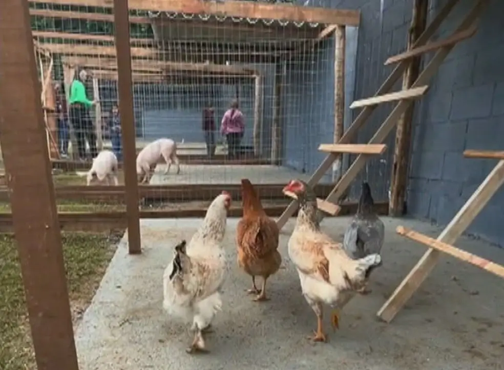 Fazendinha do Autista