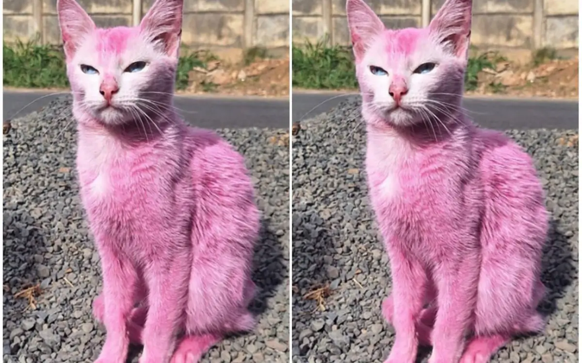 Gata cor de rosa