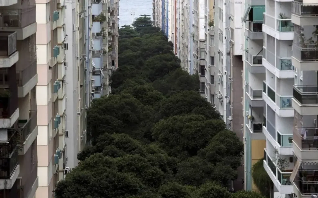 Árvores da Rua Santa Clara