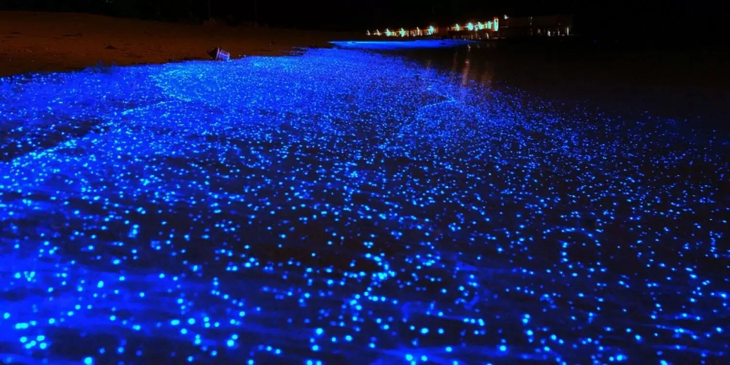 Microalgas iluminam a Lagoa Jacaroá