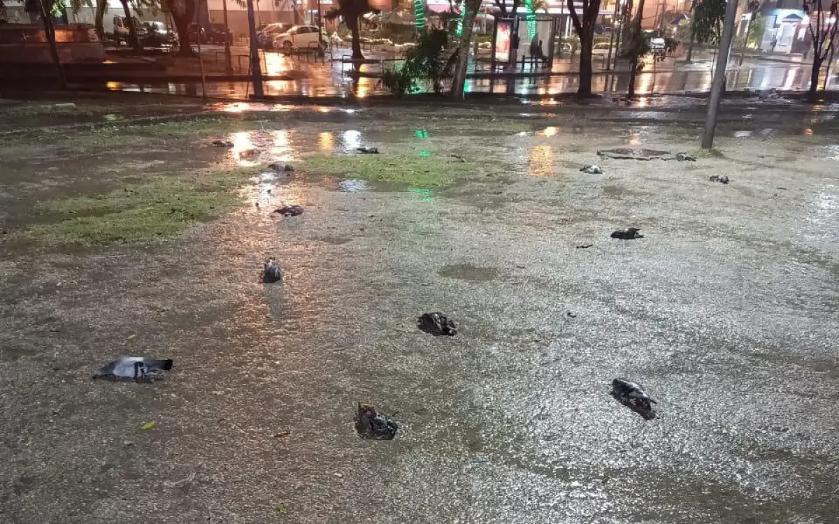 Pombos mortos no Largo da Glória
