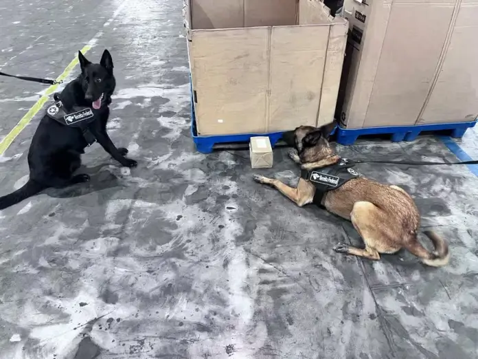 Cães da Receita Federal