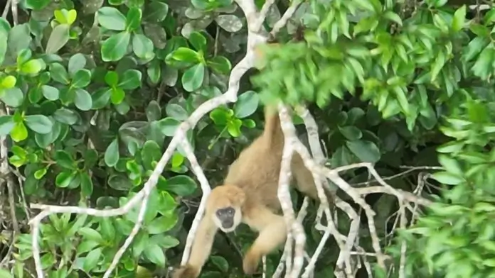 Muriqui-do-sul