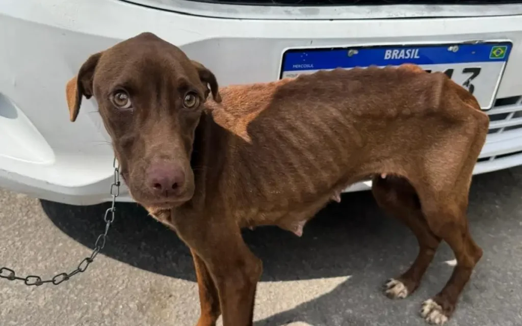 cadela em situação de risco foi resgatada