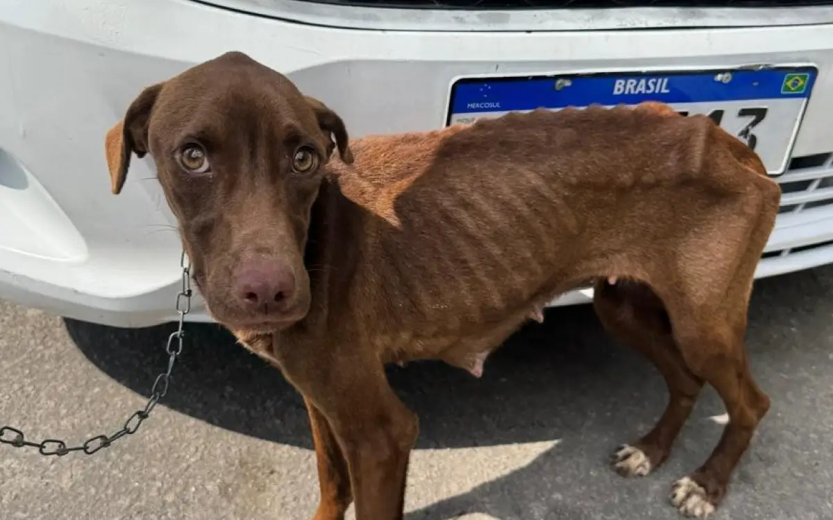 cadela em situação de risco foi resgatada