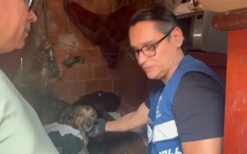 cães permanecem ao lado do corpo