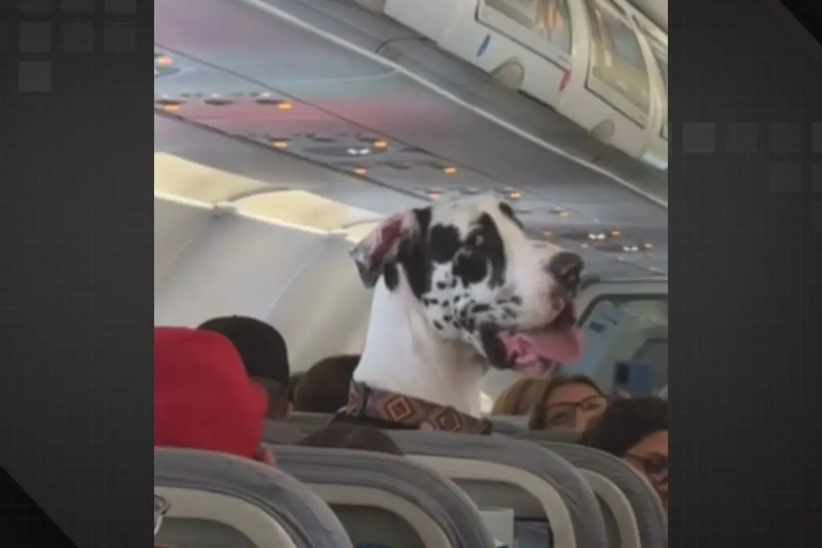 Cão no Avião