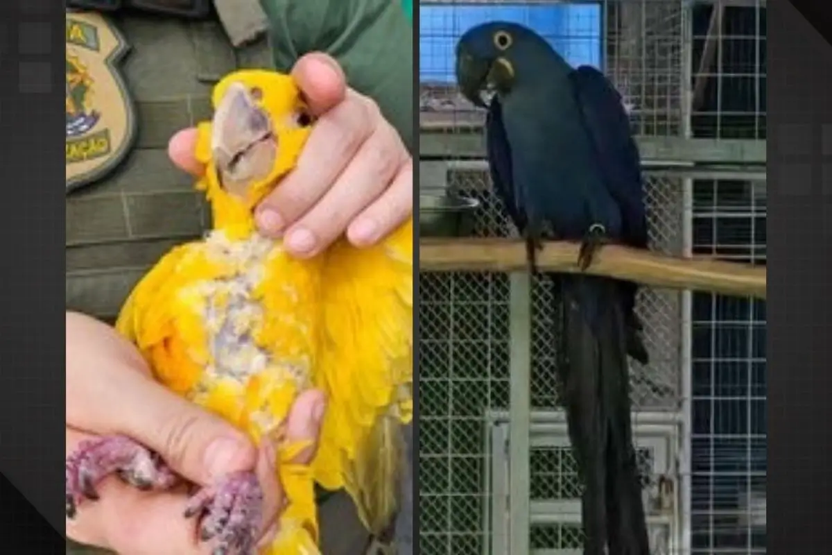 criador de aves silvestres