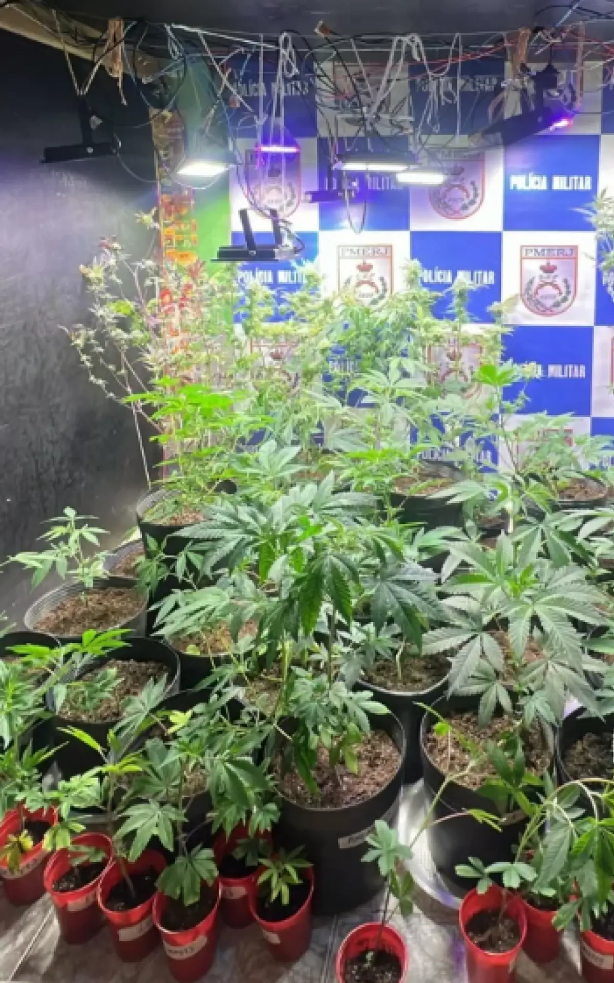 Cultivo de Maconha