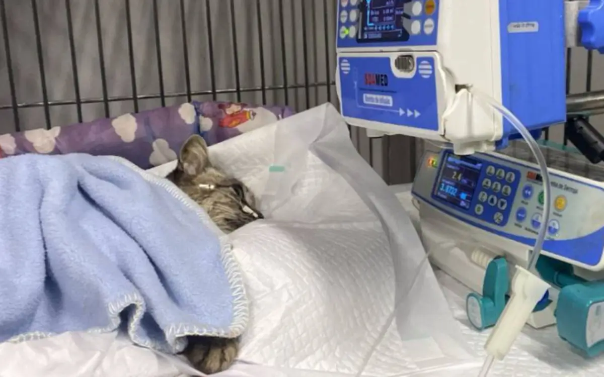 Animal foi hospitalizado, mas não resistiu aos ferimentos