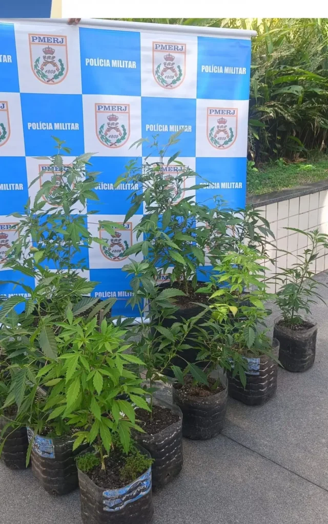 plantação de maconha em Niterói