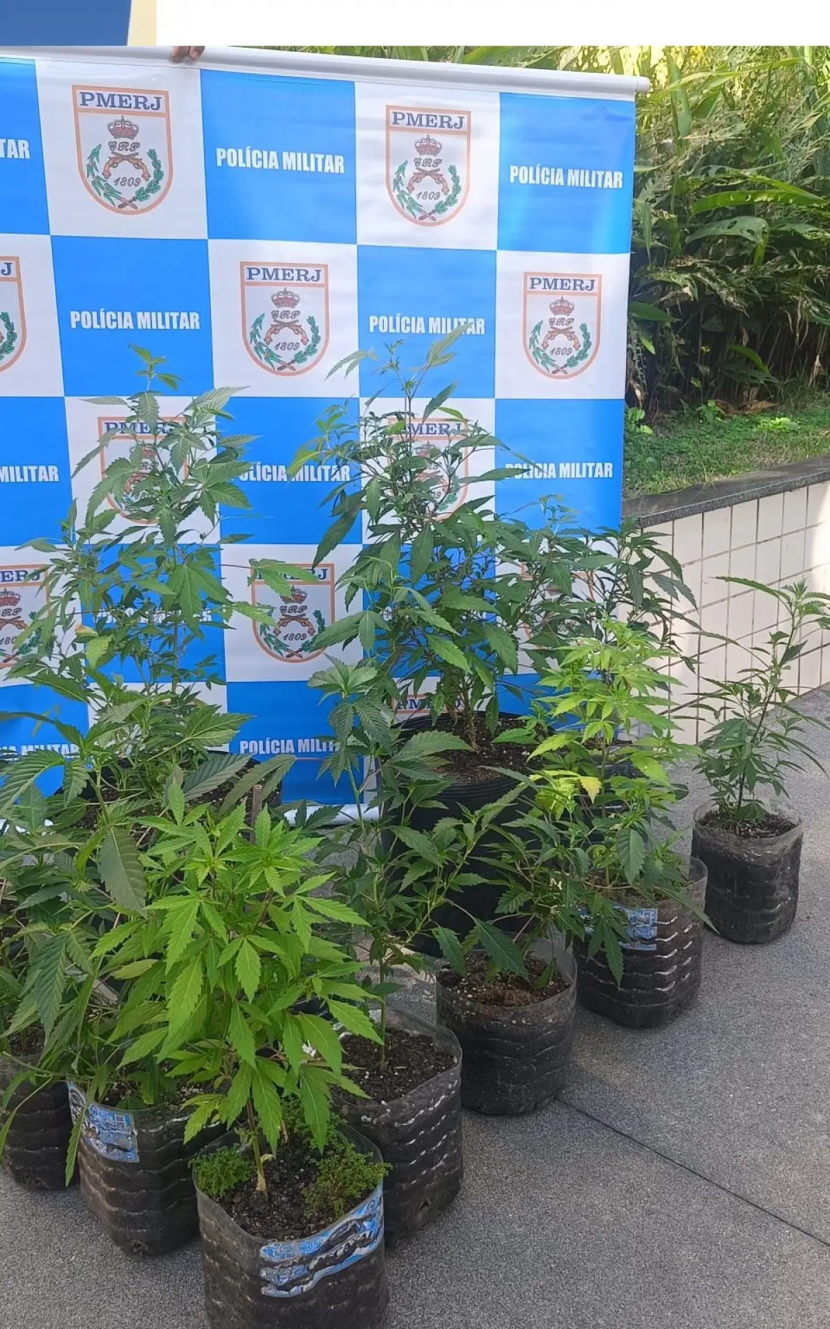 plantação de maconha em Niterói