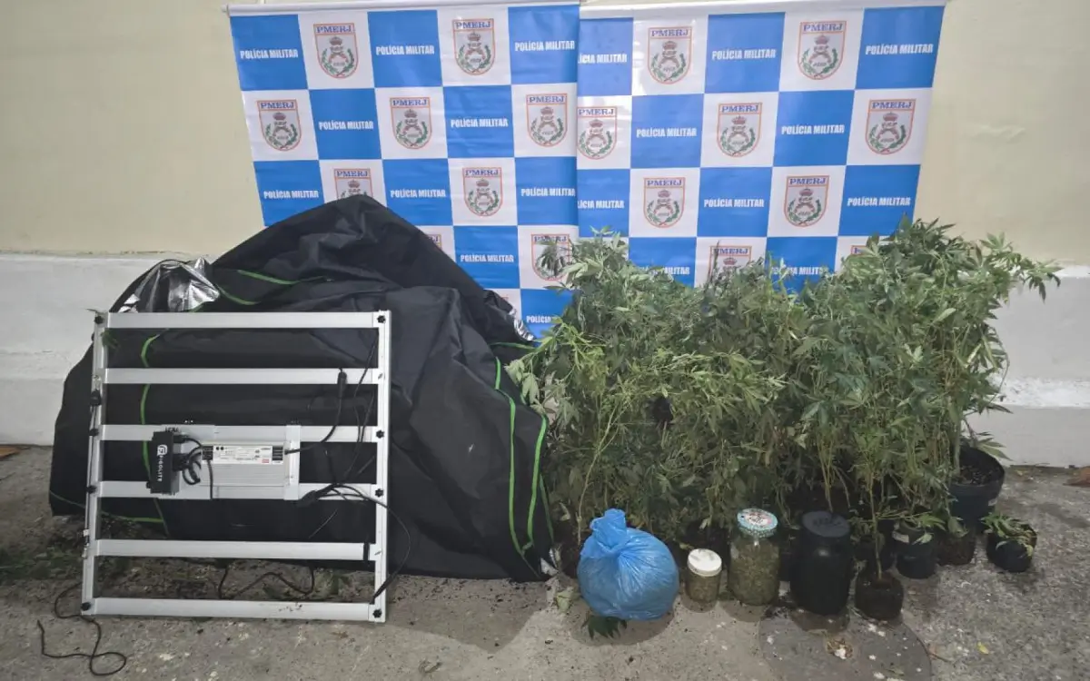 100 pés de maconha em Niterói