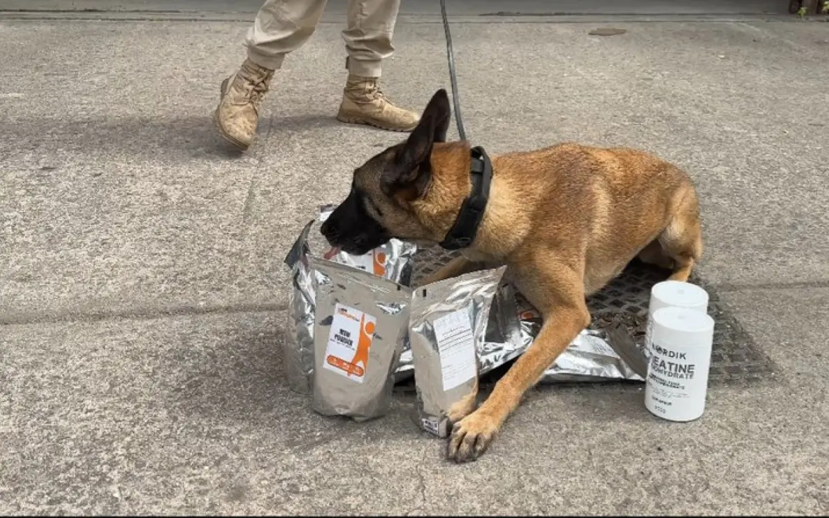 Droga foi encontrada por cães farejadores