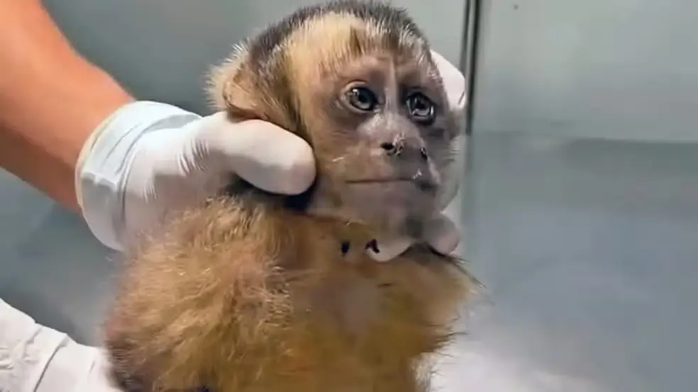 Macaca-prego baleada na Gávea